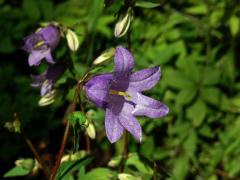 Zvonek kopřivolistý (Campanula trachelium L.), šestičený květ (14b)