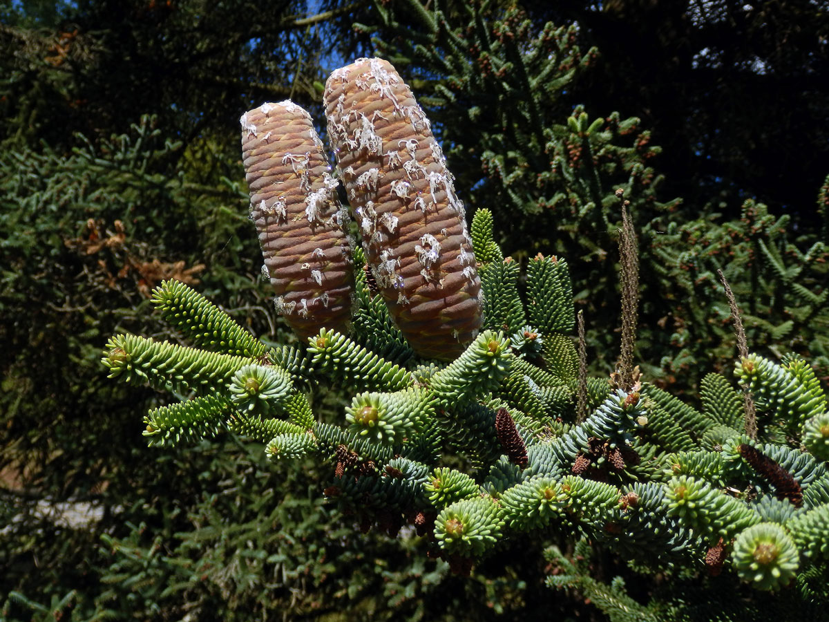 Jedle španělská (Abies pinsapo Boiss.)