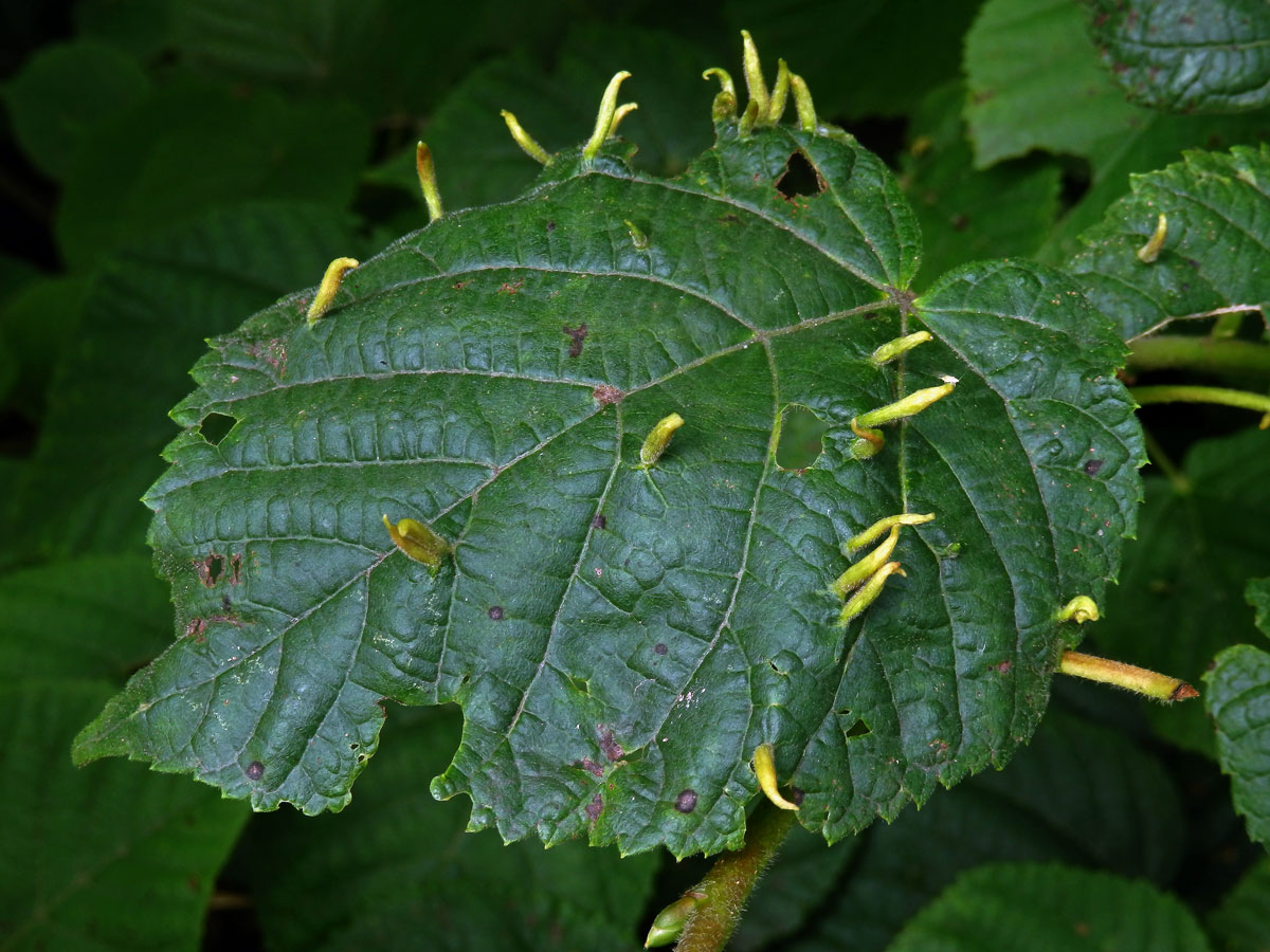 Hálky vlnovníka lipového (Eriophyes tiliae)