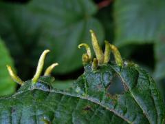 Hálky vlnovníka lipového (Eriophyes tiliae)