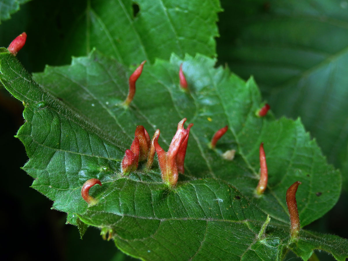 Hálky vlnovníka lipového (Eriophyes tiliae)