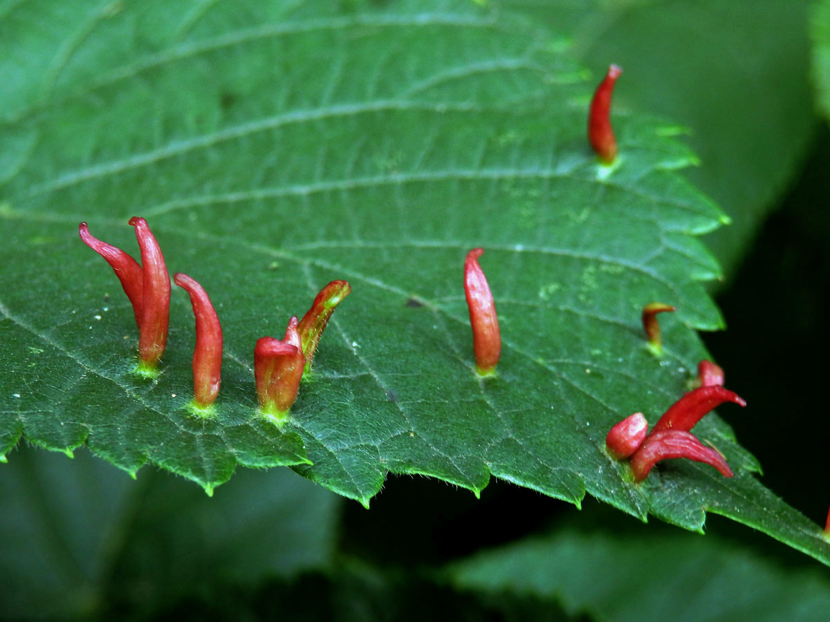 Hálky vlnovníka lipového (Eriophyes tiliae)