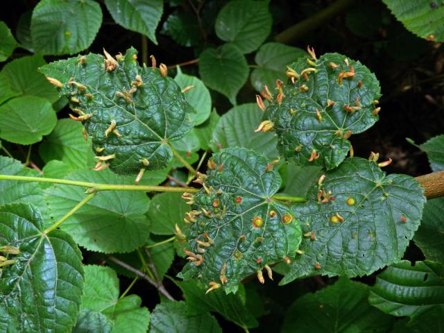 Hálky vlnovníka lipového (Eriophyes tiliae)