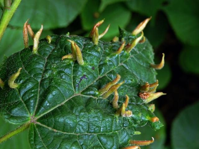 Hálky vlnovníka lipového (Eriophyes tiliae)