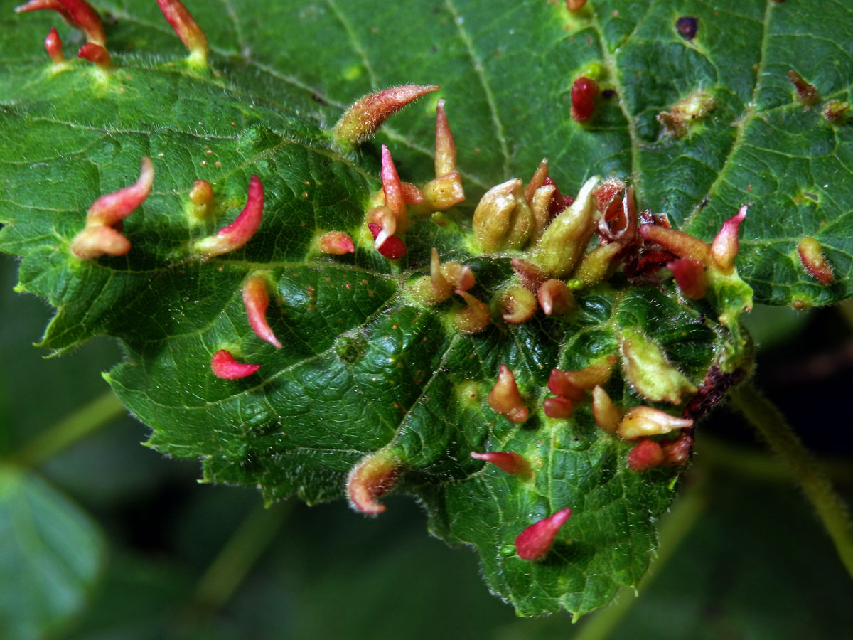 Hálky vlnovníka lipového (Eriophyes tiliae)