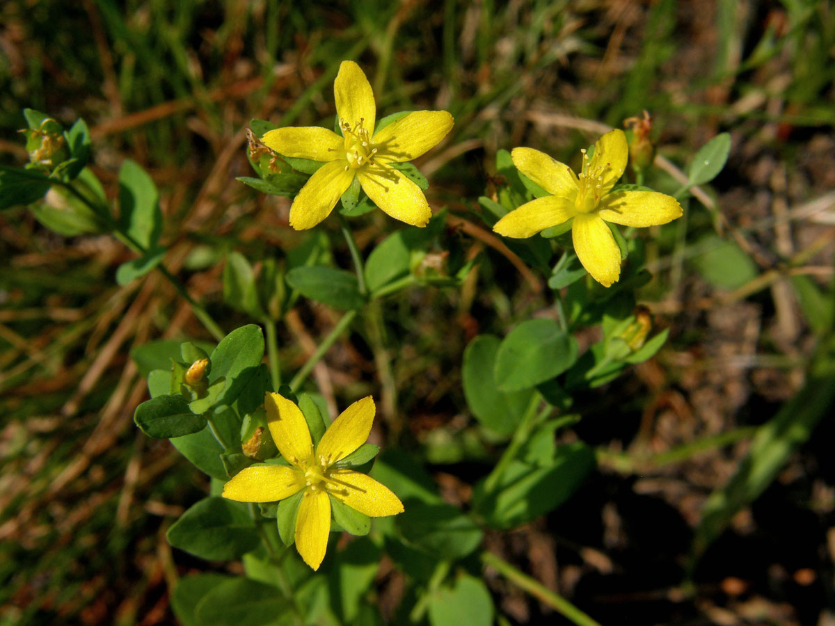 Třezalka rozprostřená (Hypericum humifusum L.)