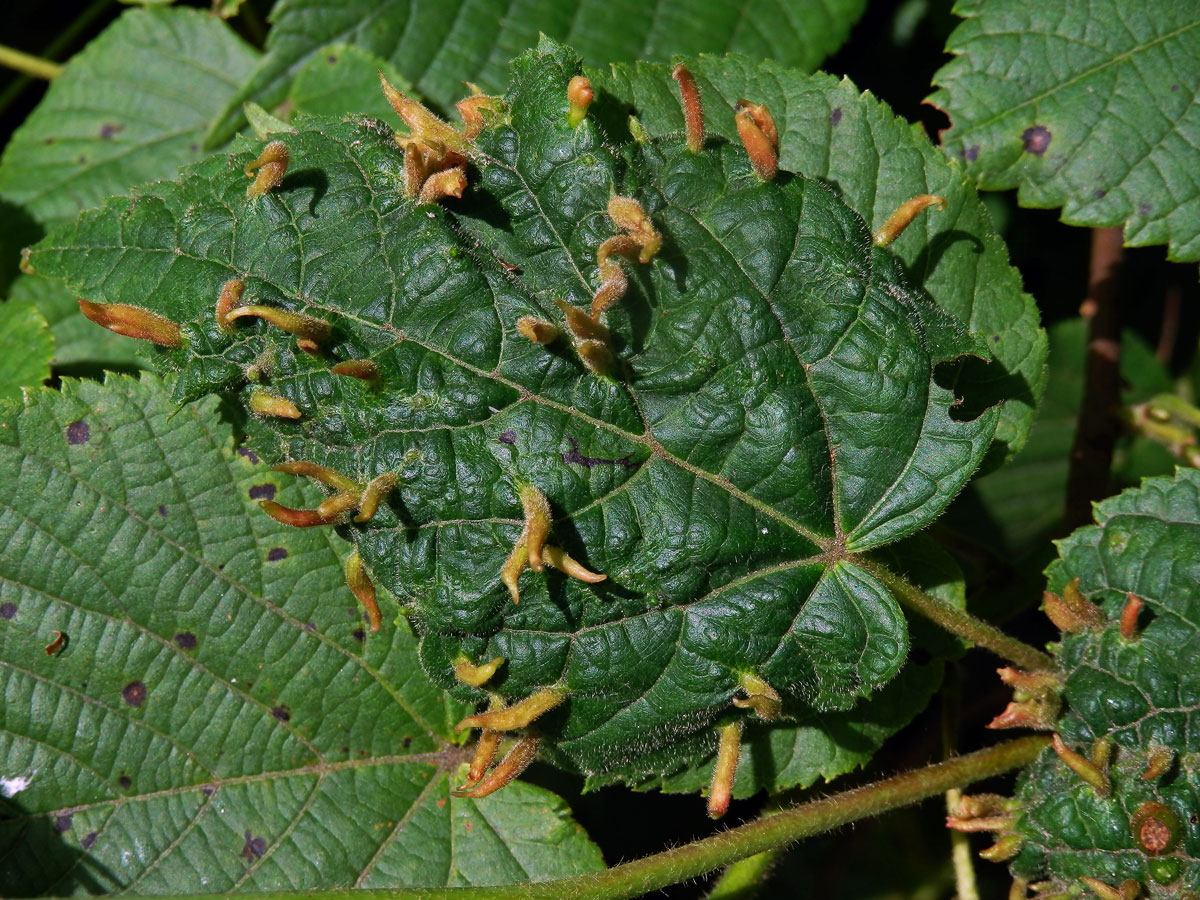 Hálky vlnovníka lipového (Eriophyes tiliae)