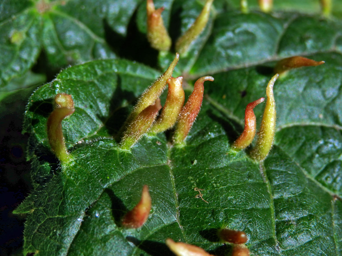 Hálky vlnovníka lipového (Eriophyes tiliae)