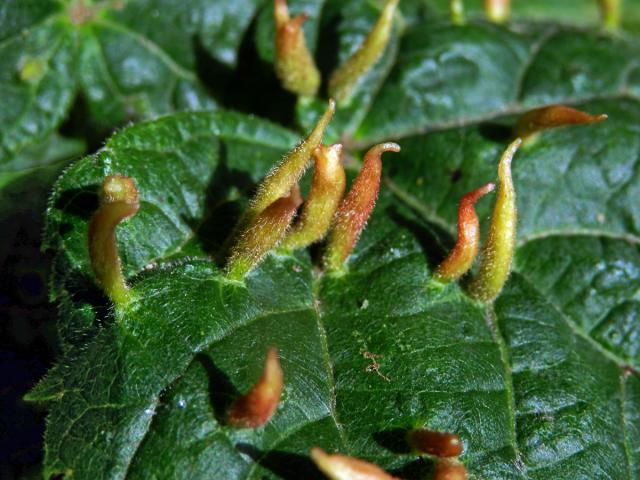 Hálky vlnovníka lipového (Eriophyes tiliae)