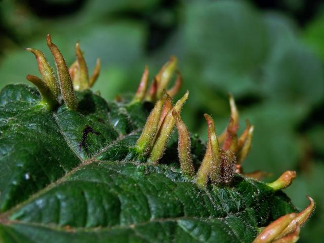 Hálky vlnovníka lipového (Eriophyes tiliae)