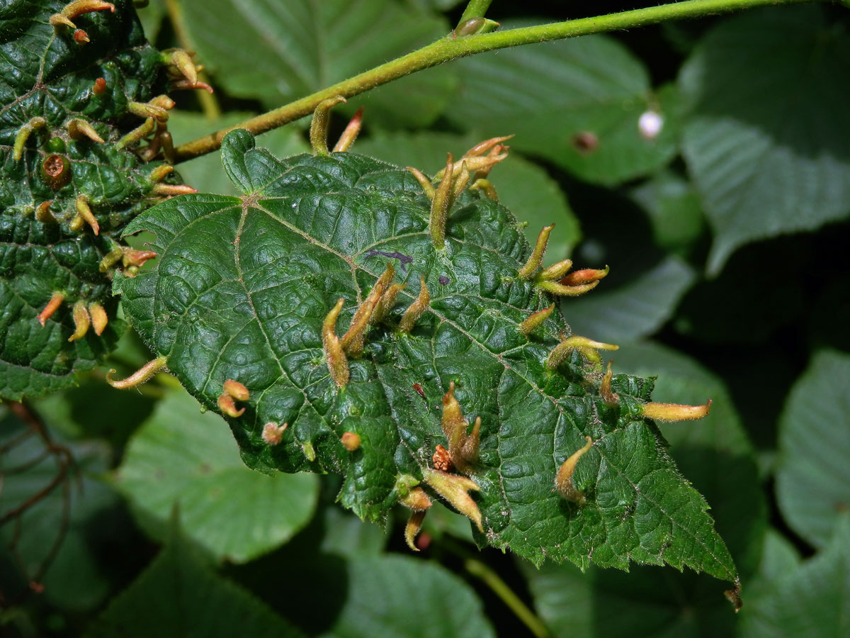 Hálky vlnovníka lipového (Eriophyes tiliae)