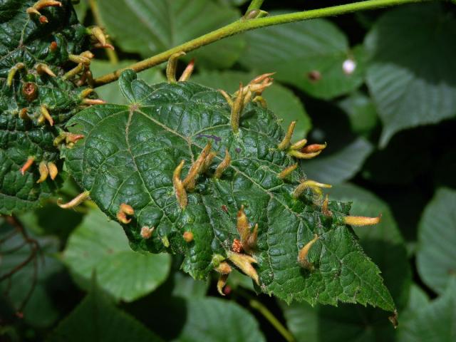 Hálky vlnovníka lipového (Eriophyes tiliae)