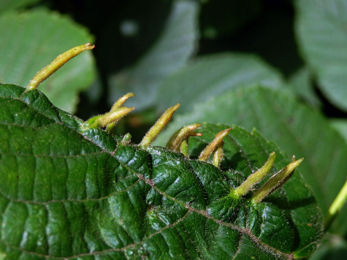 Hálky vlnovníka lipového (Eriophyes tiliae)