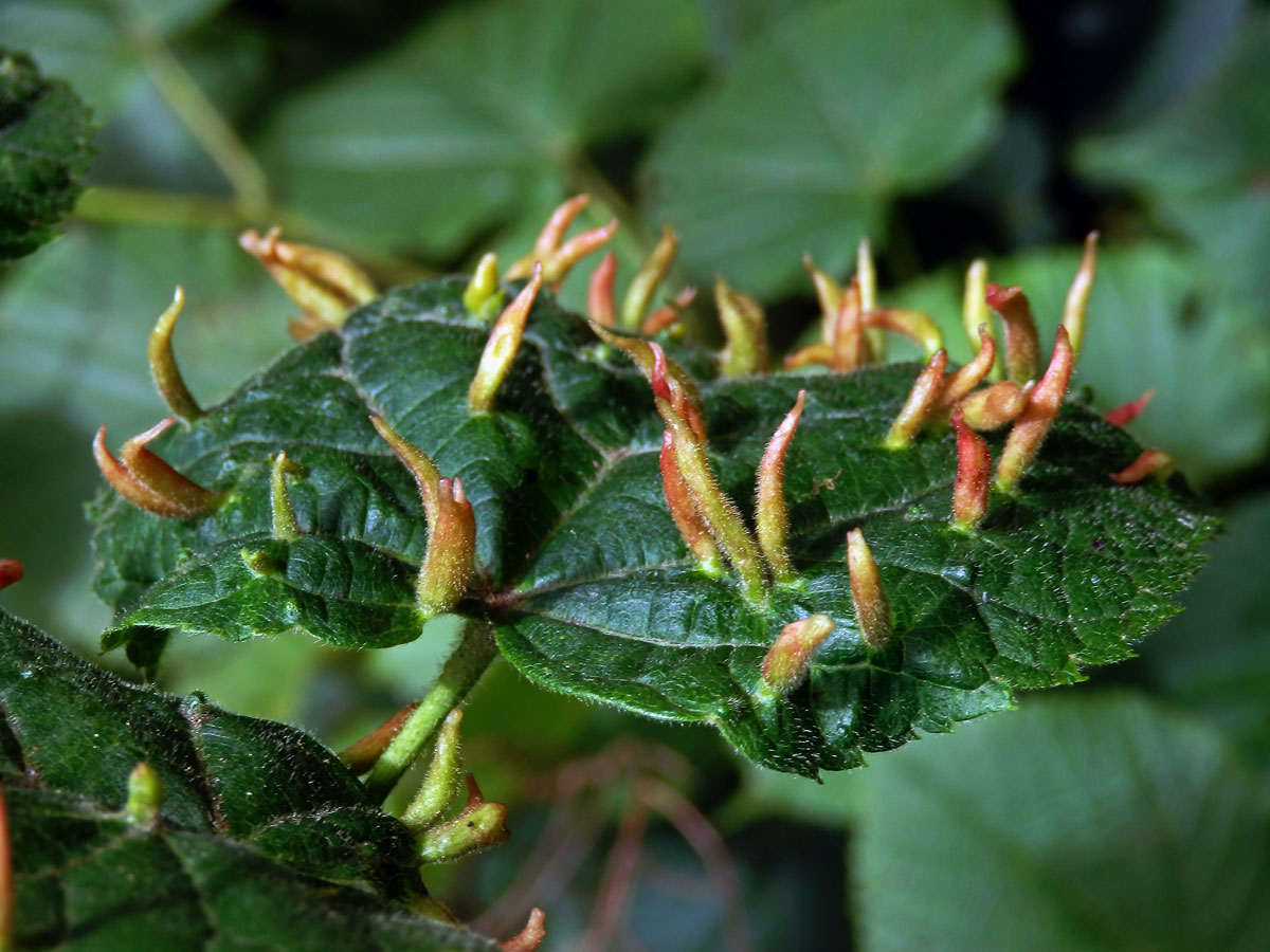 Hálky vlnovníka lipového (Eriophyes tiliae)