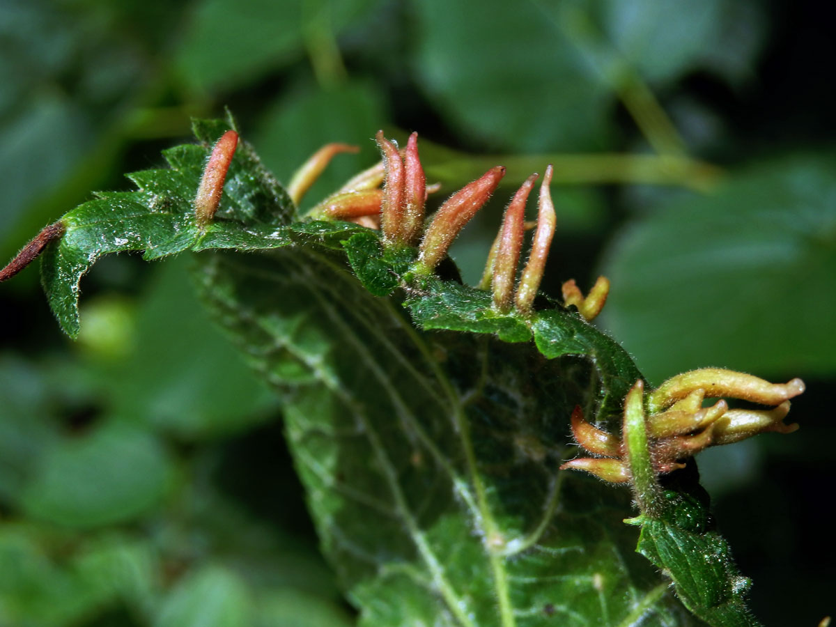 Hálky vlnovníka lipového (Eriophyes tiliae)