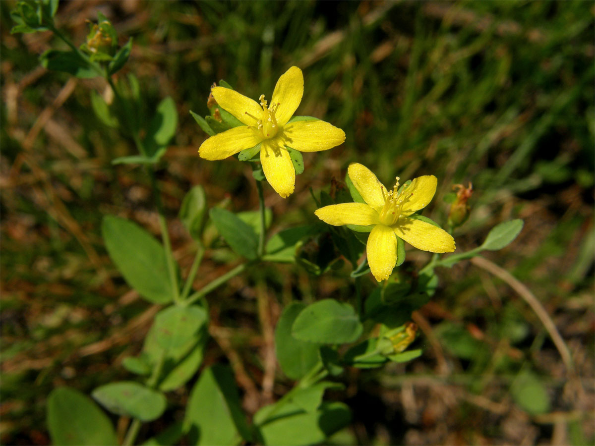 Třezalka rozprostřená (Hypericum humifusum L.)