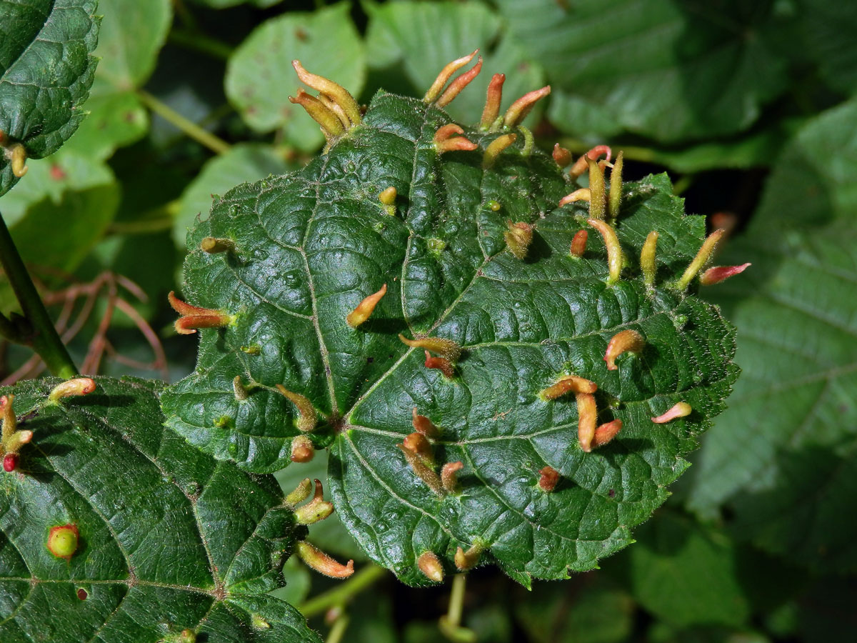 Hálky vlnovníka lipového (Eriophyes tiliae)