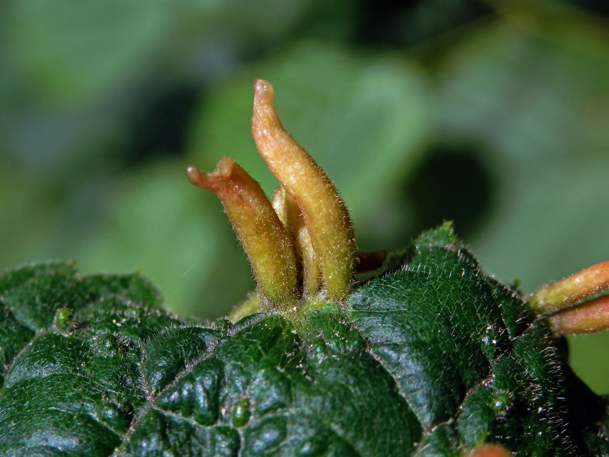 Hálky vlnovníka lipového (Eriophyes tiliae)