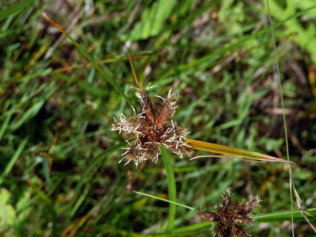 Kamyšník přímořský (Bolboschoenus maritimus (L.) Palla s. str.)