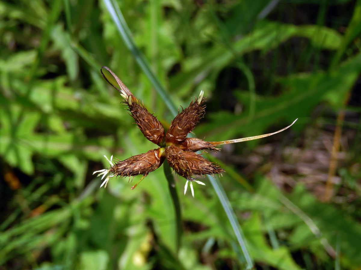 Kamyšník přímořský (Bolboschoenus maritimus (L.) Palla s. str.)