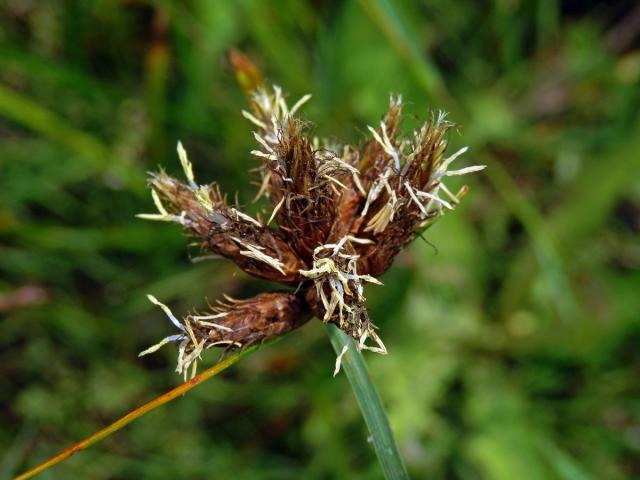 Kamyšník přímořský (Bolboschoenus maritimus (L.) Palla s. str.)