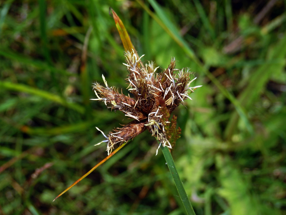 Kamyšník přímořský (Bolboschoenus maritimus (L.) Palla s. str.)