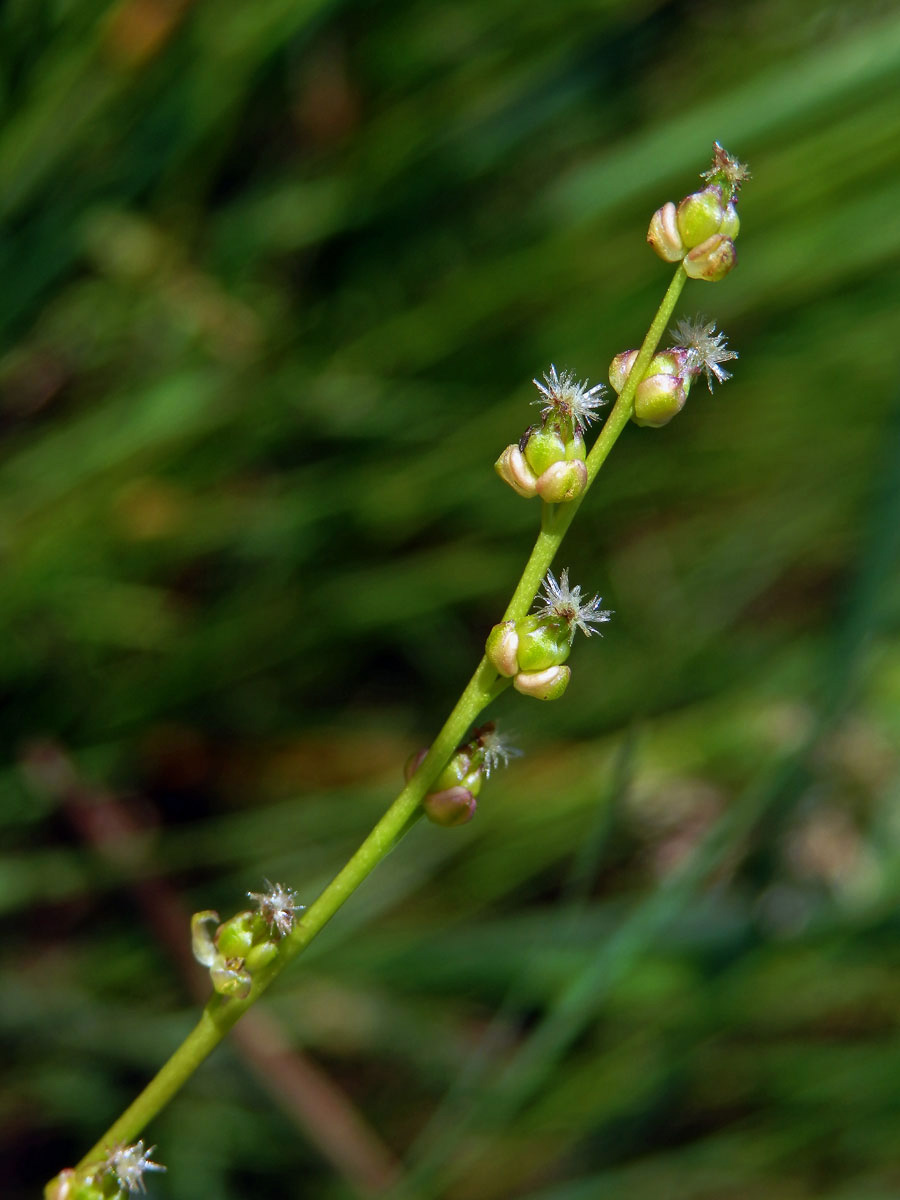 Bařička bahenní (Triglochin palustris L.)