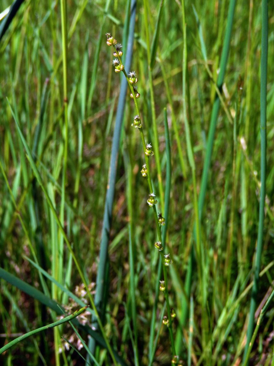 Bařička bahenní (Triglochin palustris L.)