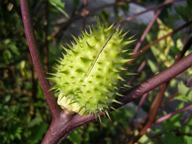 Durman obecný (Datura stramonium L. var. tatula (L.) Torr.)