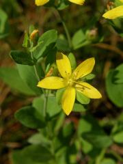 Třezalka rozprostřená (Hypericum humifusum L.)