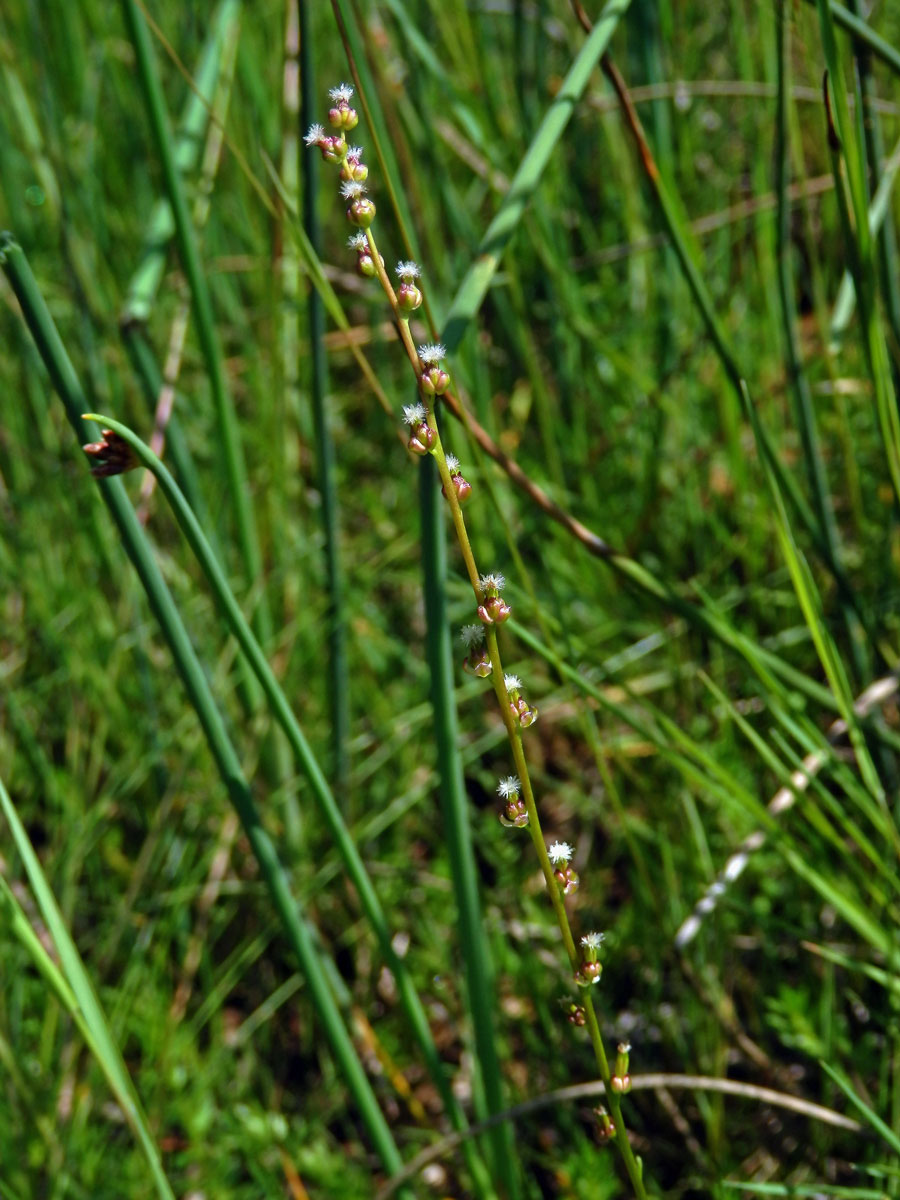 Bařička bahenní (Triglochin palustris L.)