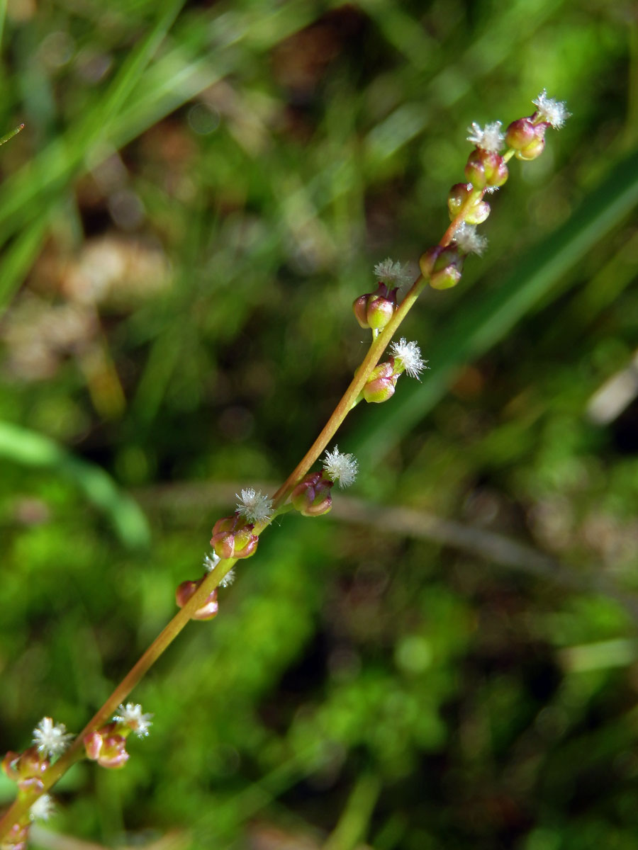 Bařička bahenní (Triglochin palustris L.)