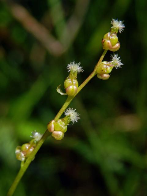 Bařička bahenní (Triglochin palustris L.)