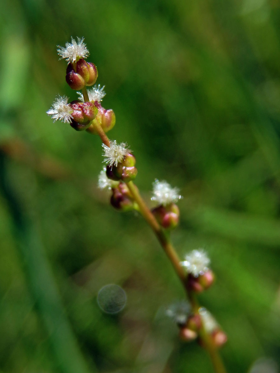 Bařička bahenní (Triglochin palustris L.)