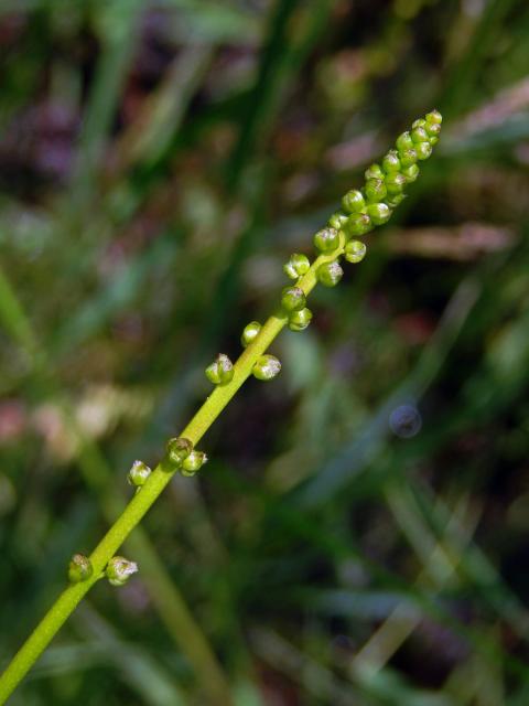 Bařička bahenní (Triglochin palustris L.)