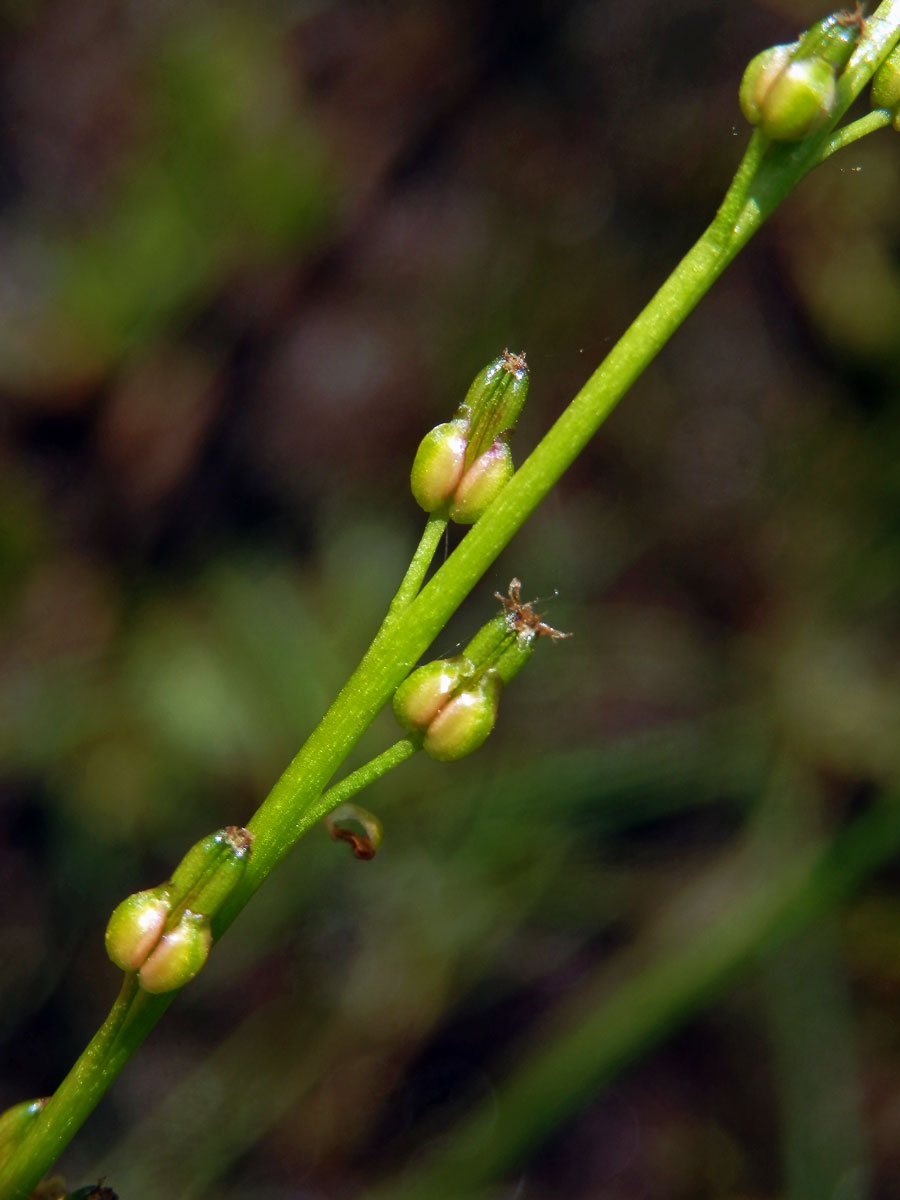 Bařička bahenní (Triglochin palustris L.)