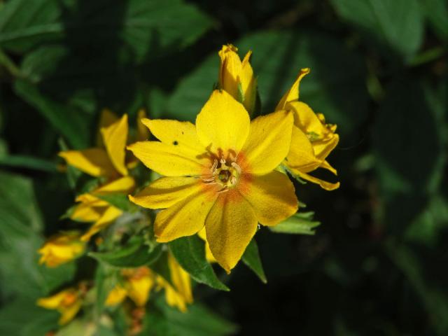 Vrbina tečkovaná (Lysimachia punctata L.) s osmičetným květem (1)