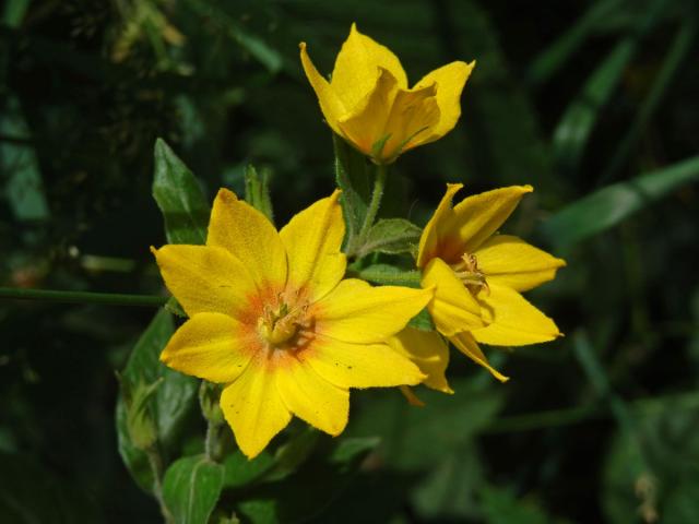 Vrbina tečkovaná (Lysimachia punctata L.) s osmičetným květem (2)