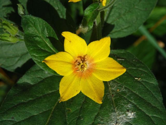 Vrbina tečkovaná (Lysimachia punctata L.) s šestičetným květem (3)