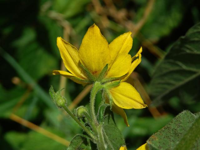 Vrbina tečkovaná (Lysimachia punctata L.) se zdvoleným květem (1c)