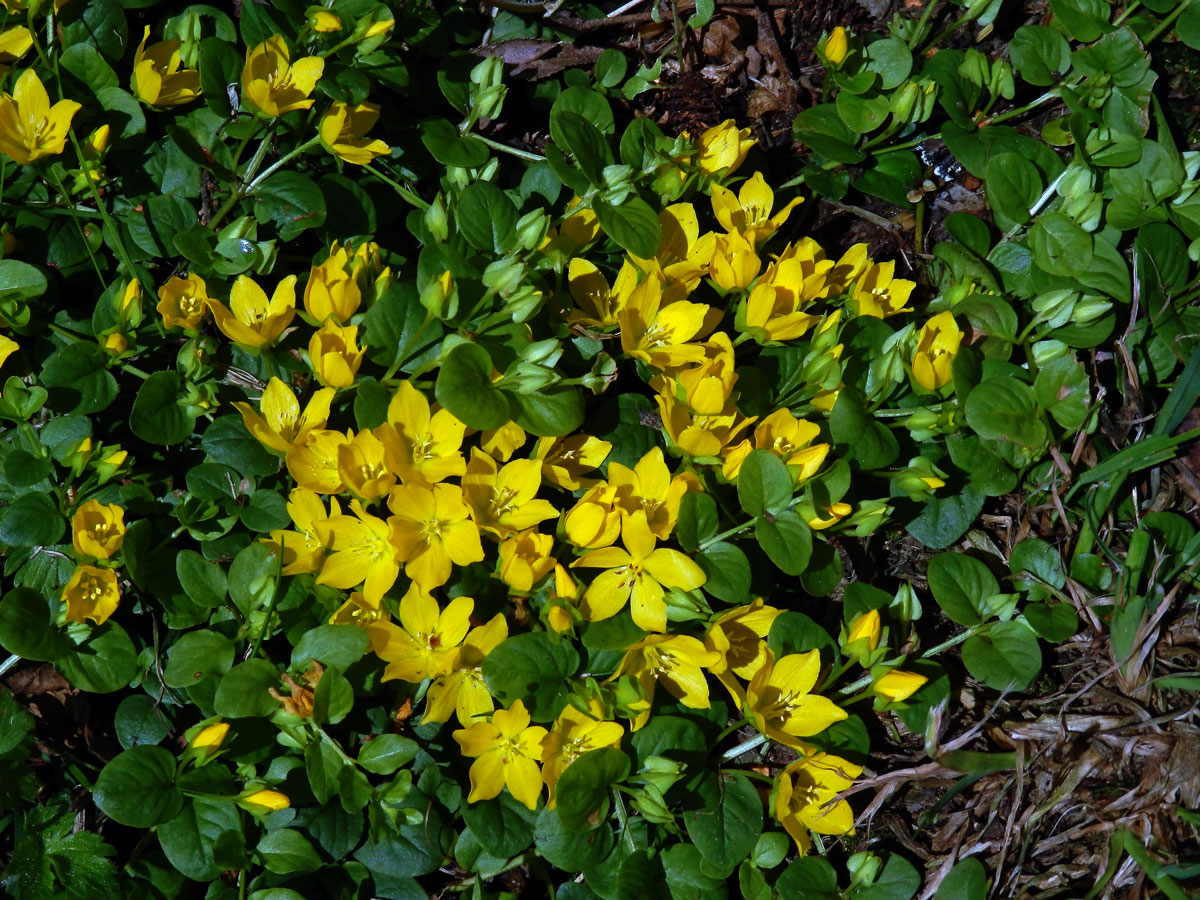 Vrbina penízková (Lysimachia nummularia L.)