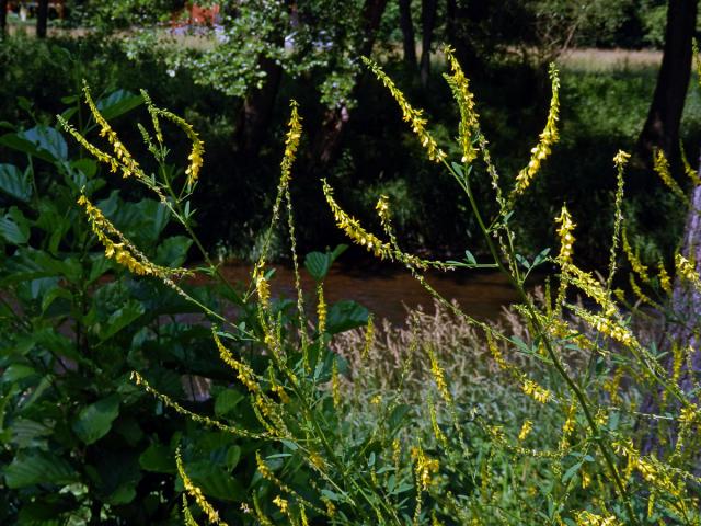 Komonice lékařská (Melilotus officinalis (L.) Palas)