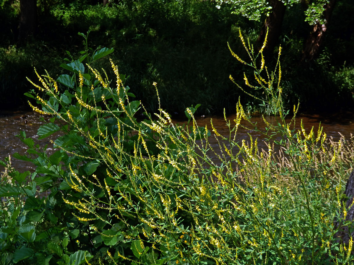 Komonice lékařská (Melilotus officinalis (L.) Palas)