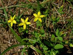 Třezalka rozprostřená (Hypericum humifusum L.)