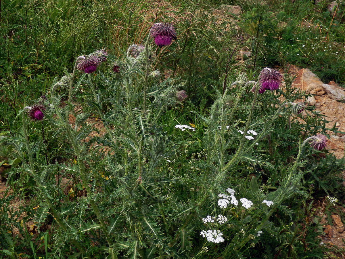 Bodlák nící (Carduus nutans L.) ssp. nutans