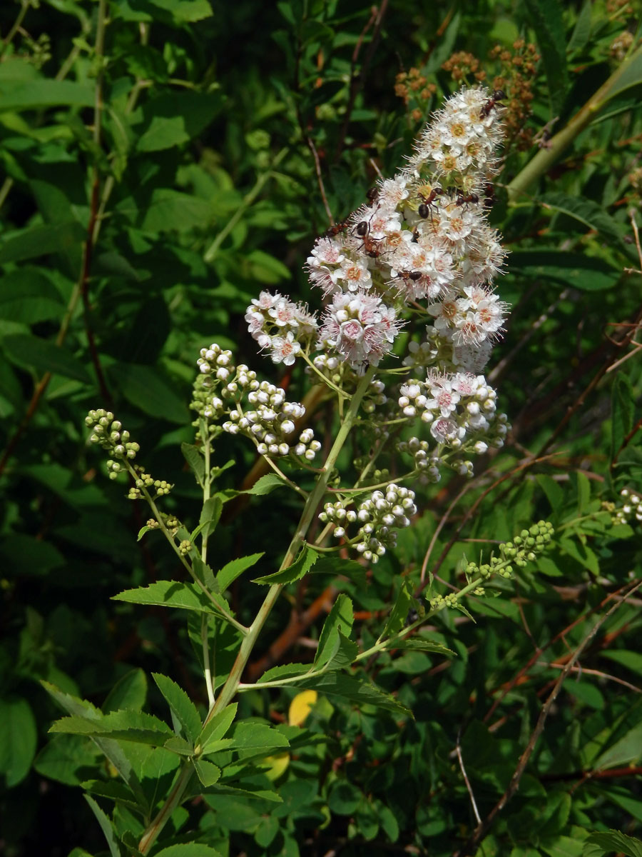 Tavolník vrbolistý (Spiraea salicifolia L.)