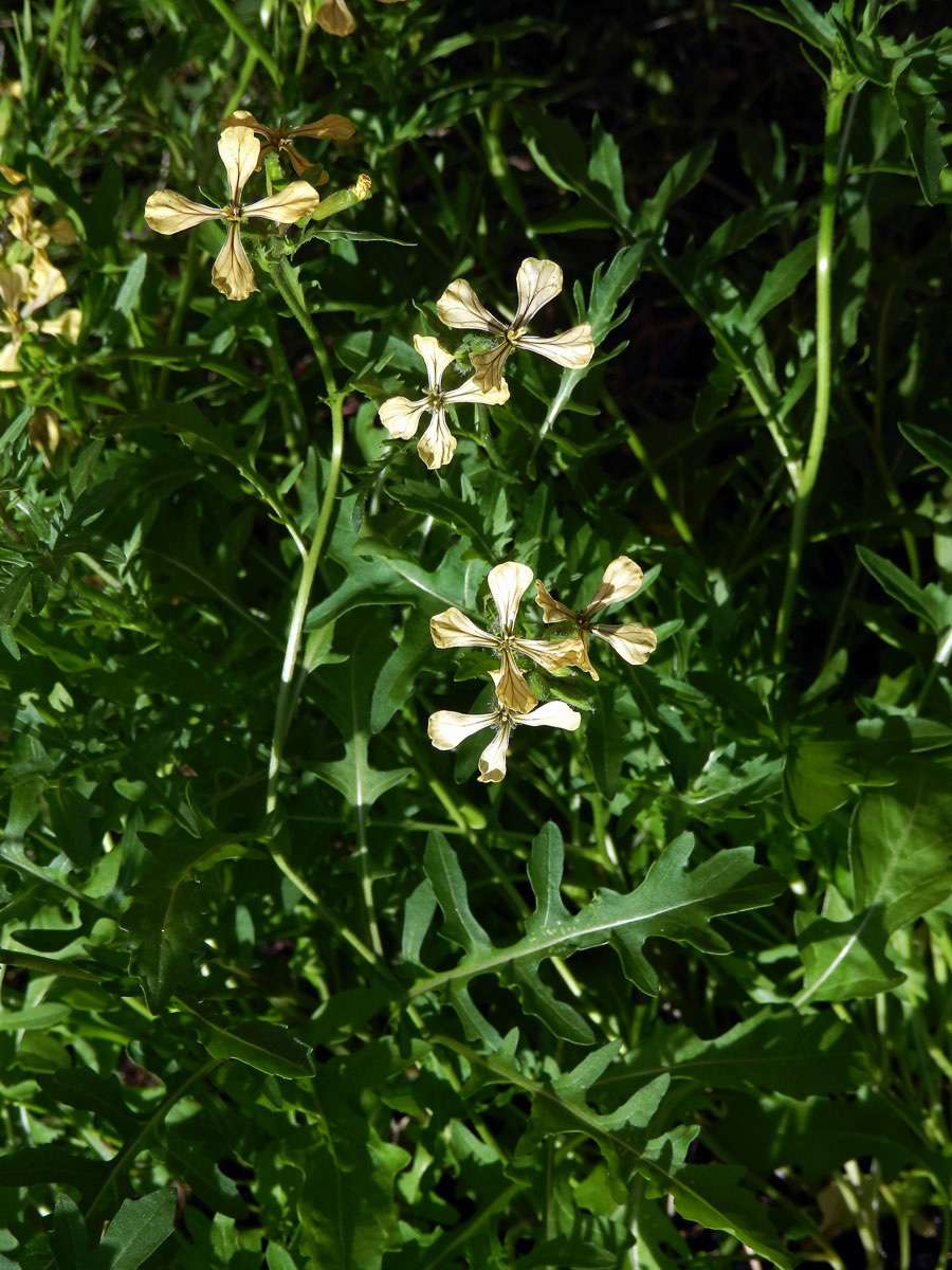 Roketa setá (Eruca sativa (L.) Mill.)