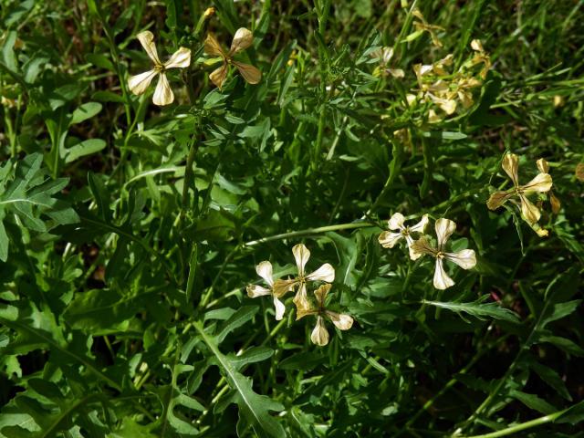 Roketa setá (Eruca sativa (L.) Mill.)