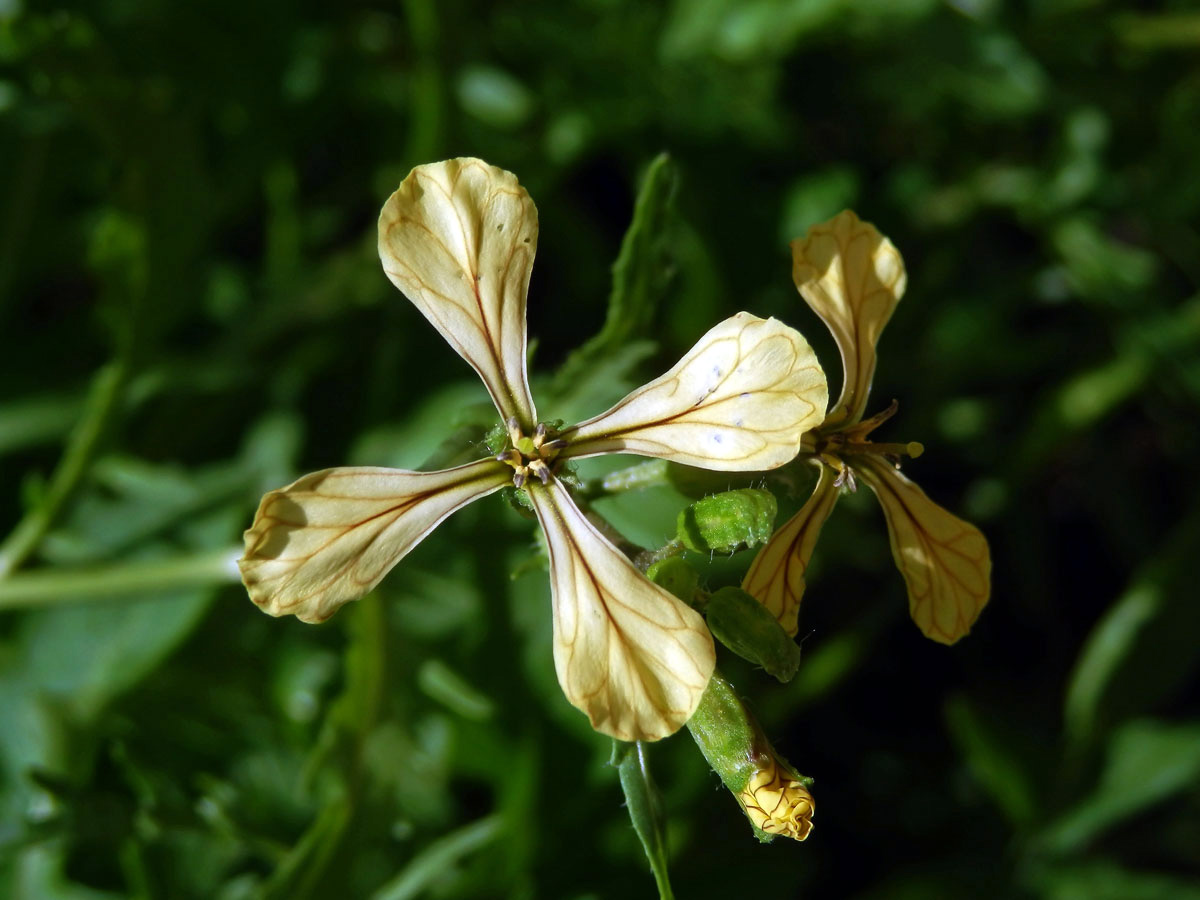 Roketa setá (Eruca sativa (L.) Mill.)