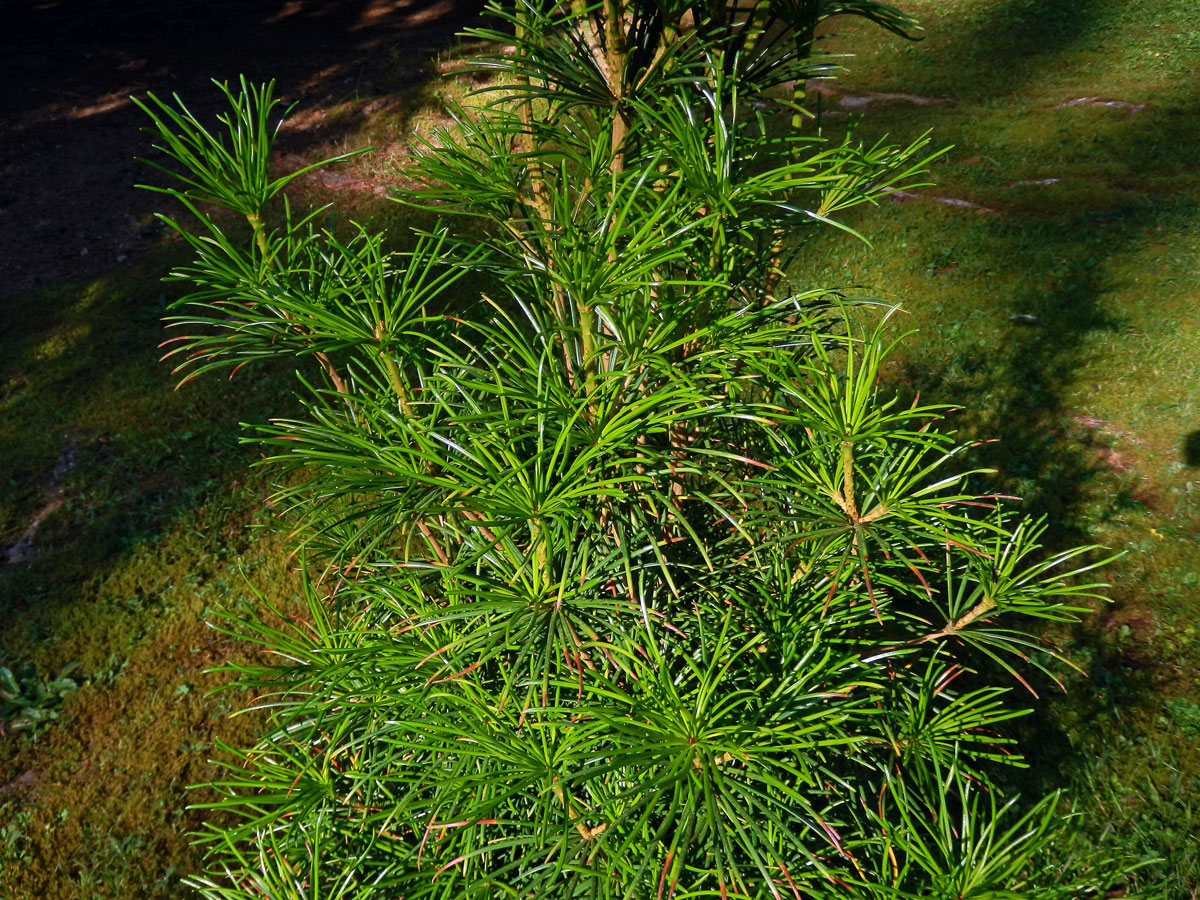 Pajehličník přeslenatý (Sciadopitys verticillata (Thunb.) Sieb. & Zucc)